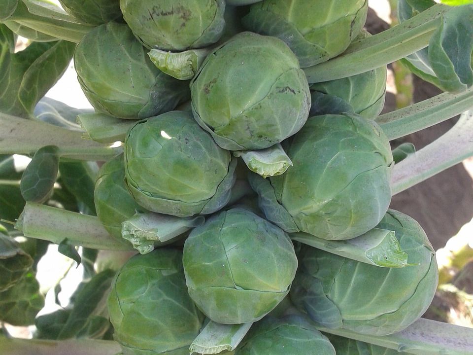 Весенний огород: что сажать и сеять в конце марта