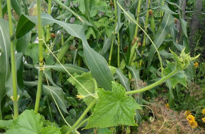 Выращивание огурцов и кукурузы вместе: секреты успешной посадки в открытом грунте