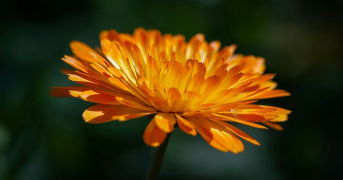 Именины 12 октября: как поздравить и кого чествовать, советы и традиции