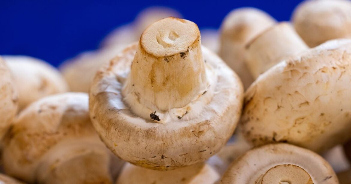 Как правильно хранить грибы: советы, чтобы они не чернели и оставались свежими