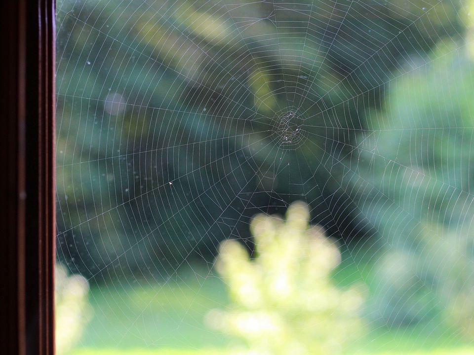 Избавляемся от пауков: натуральные средства и лайфхаки для дома