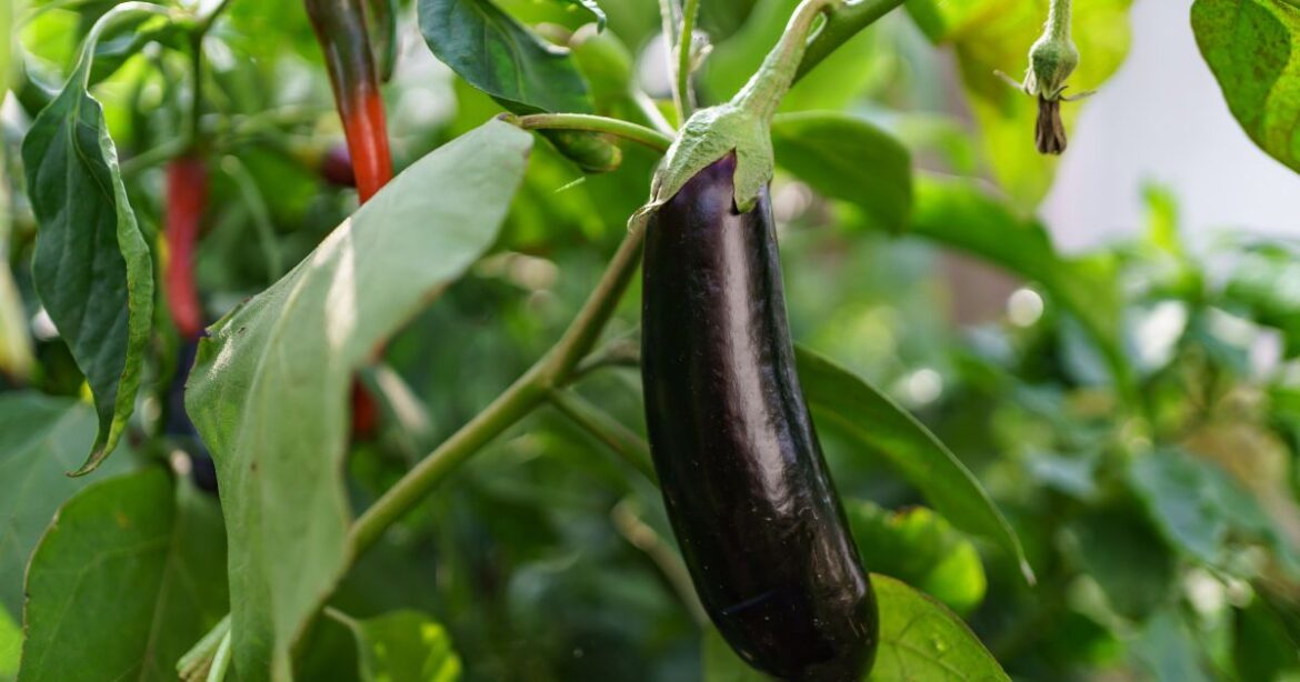 Как вырастить баклажаны: секреты обильного урожая