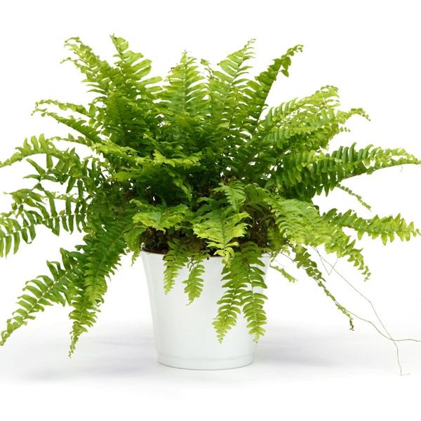 Комнатные папоротники: выбор, посадка и уход за экзотическими растениями