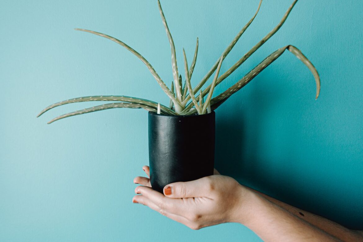 Активатор роста семян из алоэ: практические советы и лайфхаки