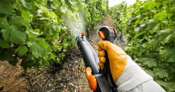 Как подготовить виноград к зиме: советы для успешной зимовки