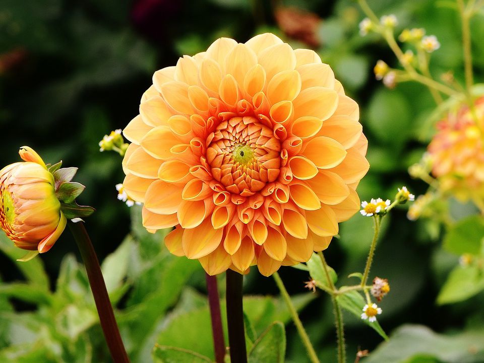 Выращиваем пышные георгины из семян: секреты успешной рассады