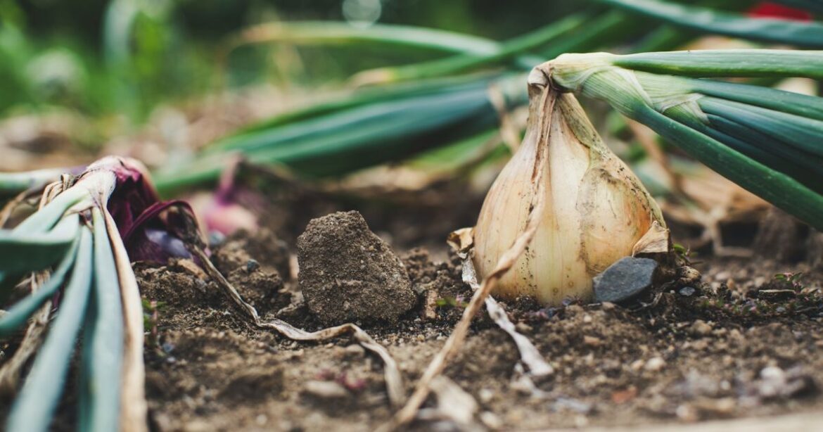 Секреты опытных дачников: как вырастить отличный лук-севок без проблем
