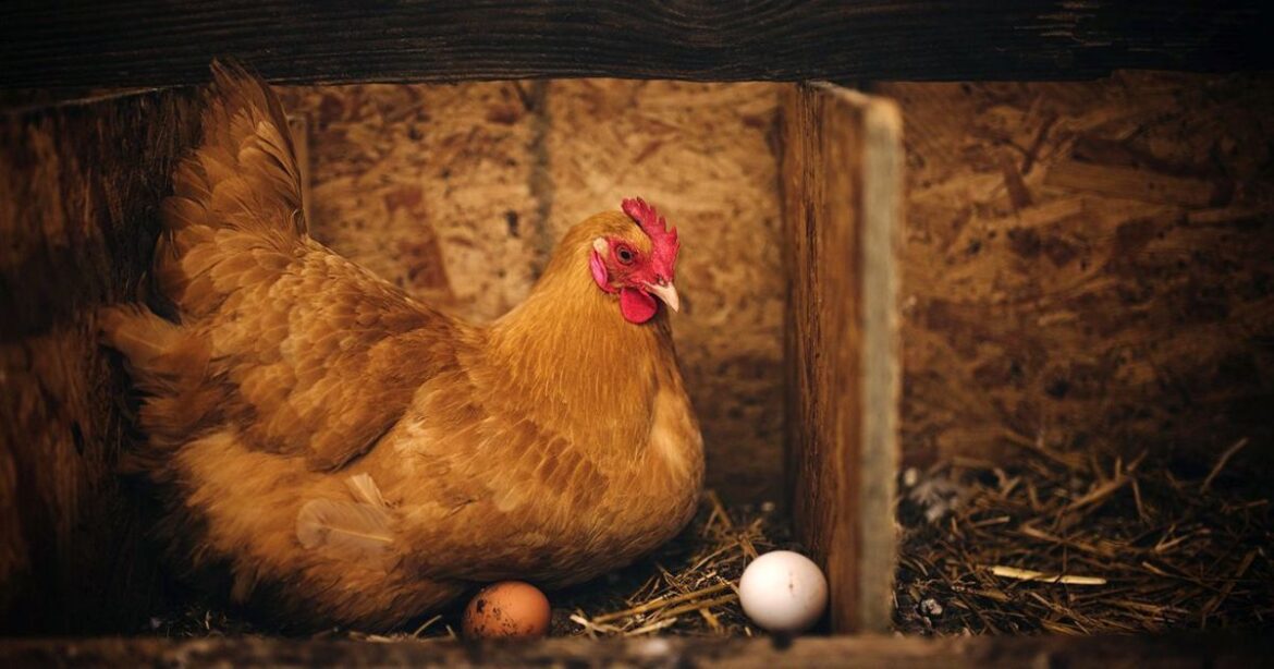 Как увеличить яйценоскость кур зимой: простой способ