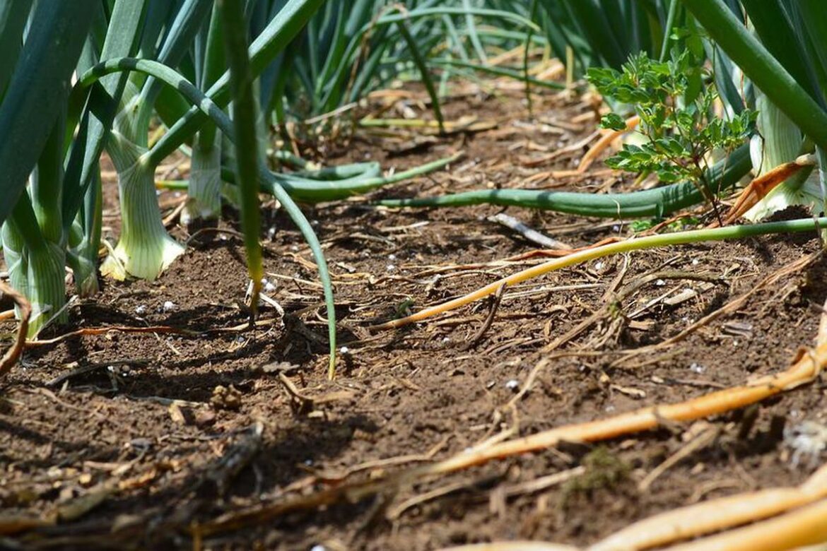 Секреты ухода за луком: почему пригибают перо и как это влияет на урожай