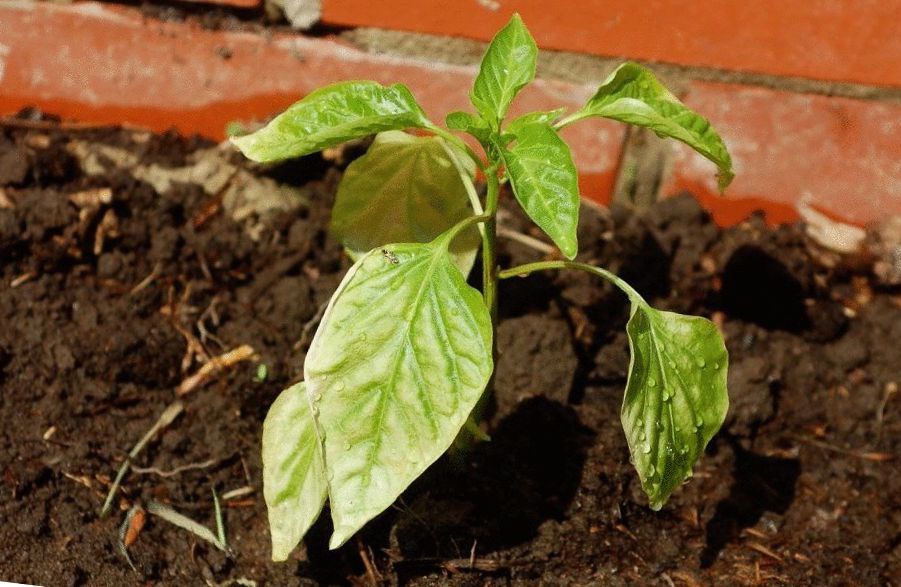 Выращивание перца: секреты успешной посадки рассады в открытый грунт