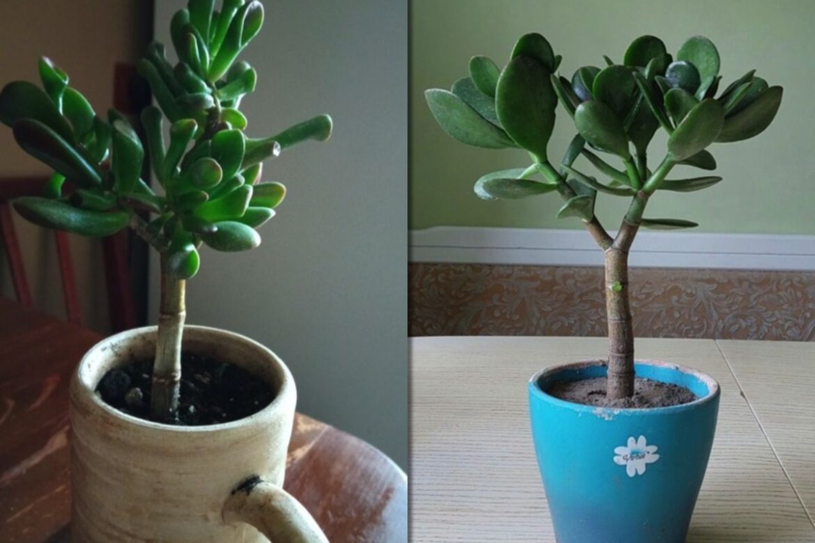 Как просто сформировать пышную крону толстянки: секрет 4 листочков