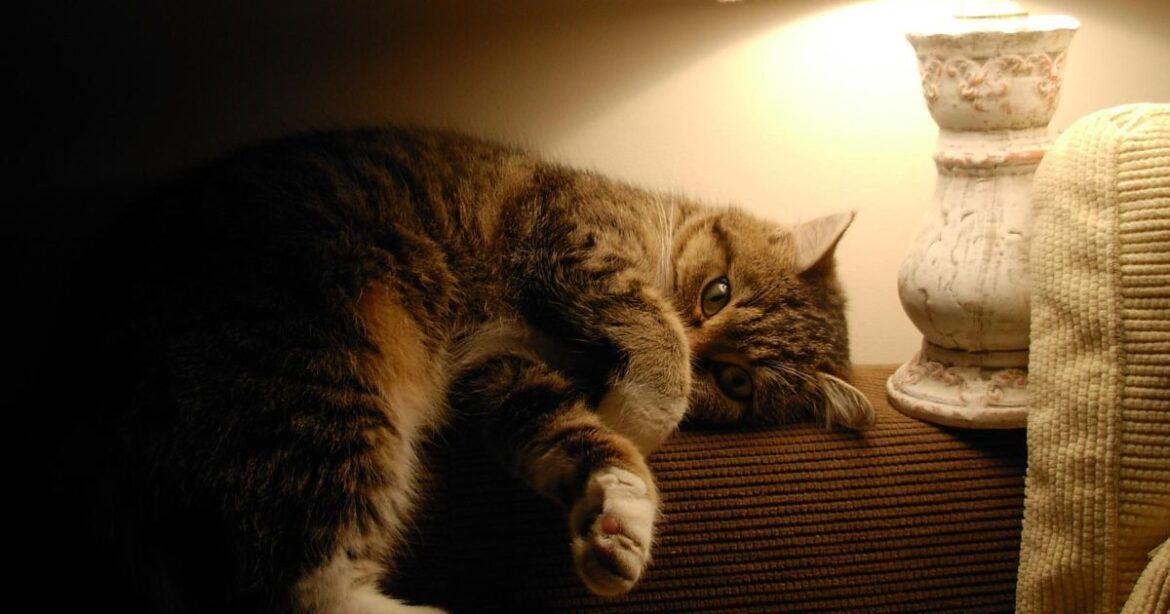 Нужно ли оставлять свет для питомцев, когда уходите из дома: советы экспертов