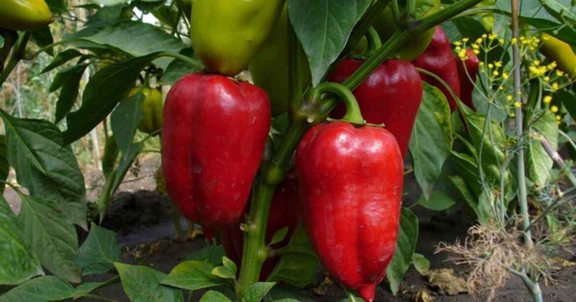 Выращиваем перец из семян: можно ли это сделать из плодов из магазина?