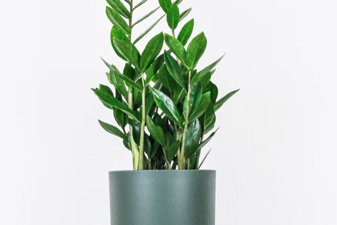 Размножаем замиокулькас: простые способы получить много растений из одной ветки