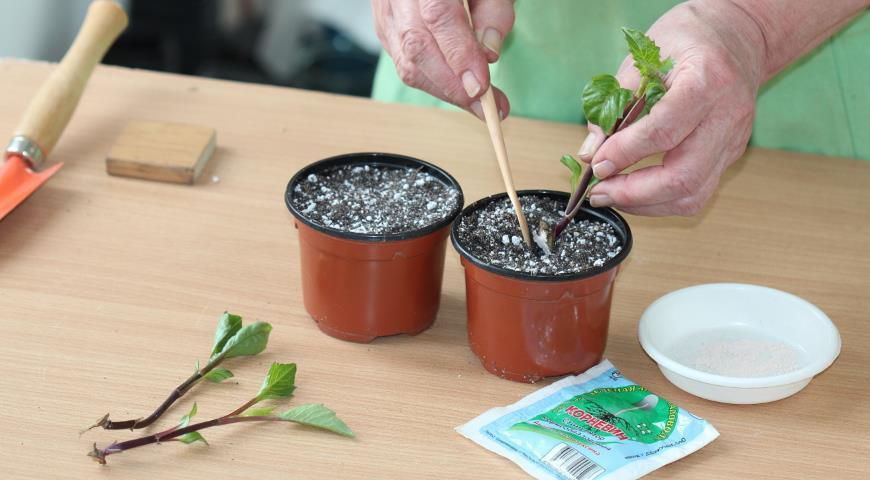 Размножение георгин: лучшие советы для успешного выращивания