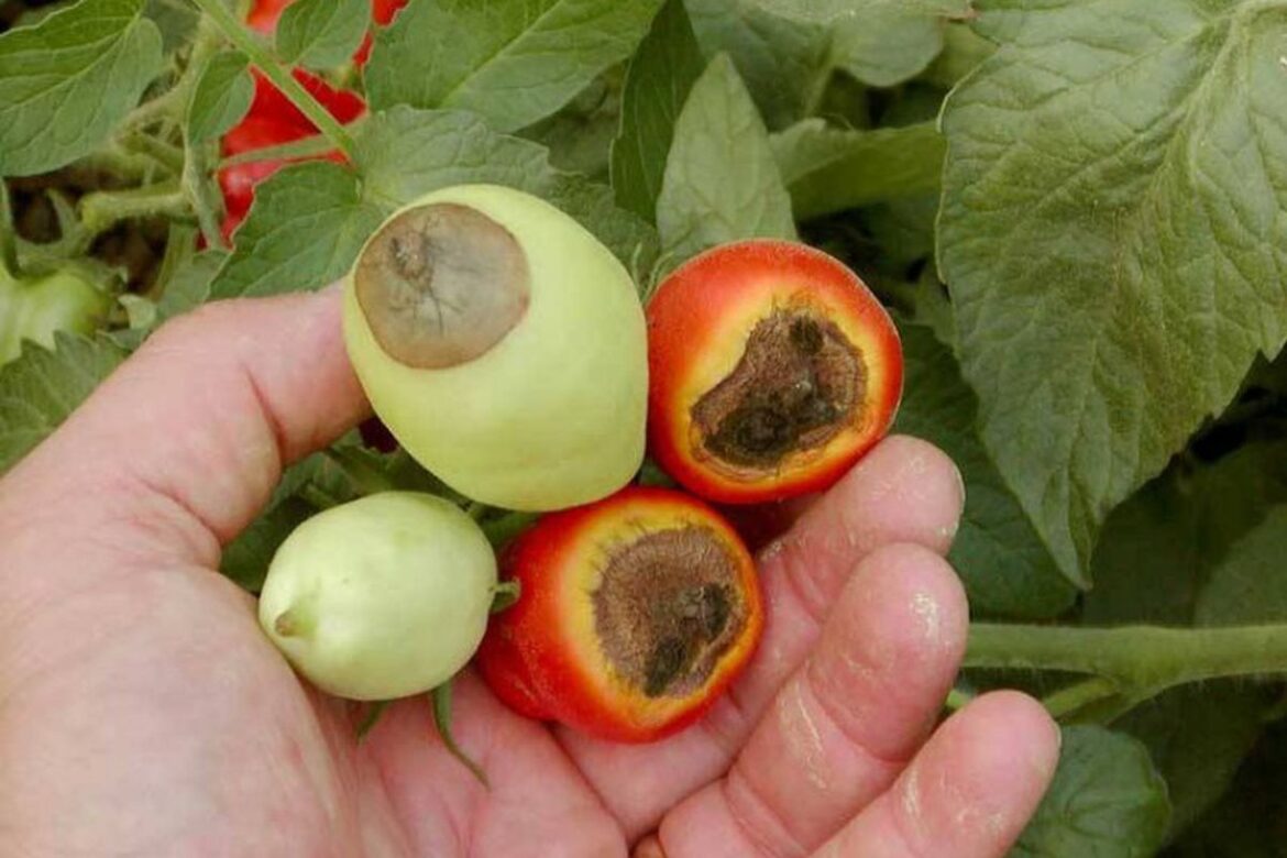 Яичная скорлупа против гнили: проверенные советы для вашего огорода