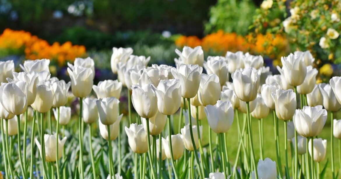 Мартовские тюльпаны: профессиональные секреты пышного цветения