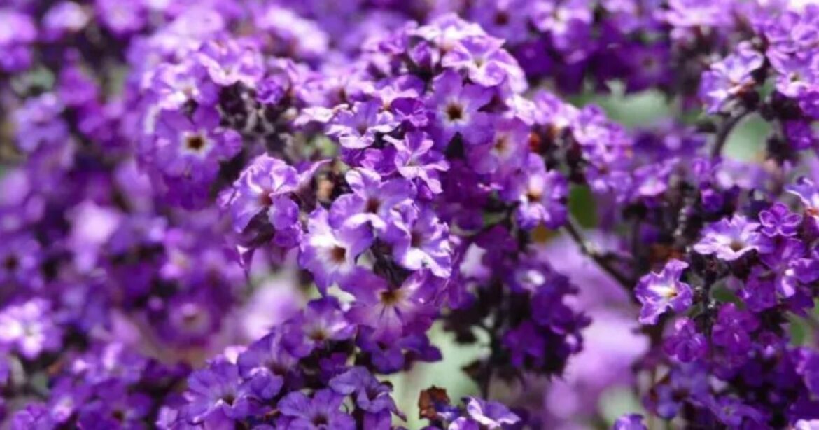 Какие цветы посадить на рассаду в январе-феврале: не только петуния, но и ароматные новинки