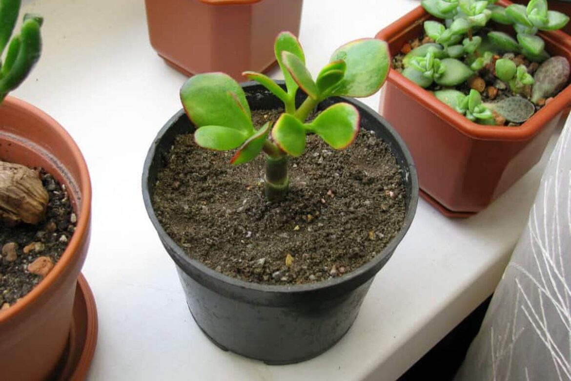 Ускоряем рост денежного дерева: советы по укоренению и уходу