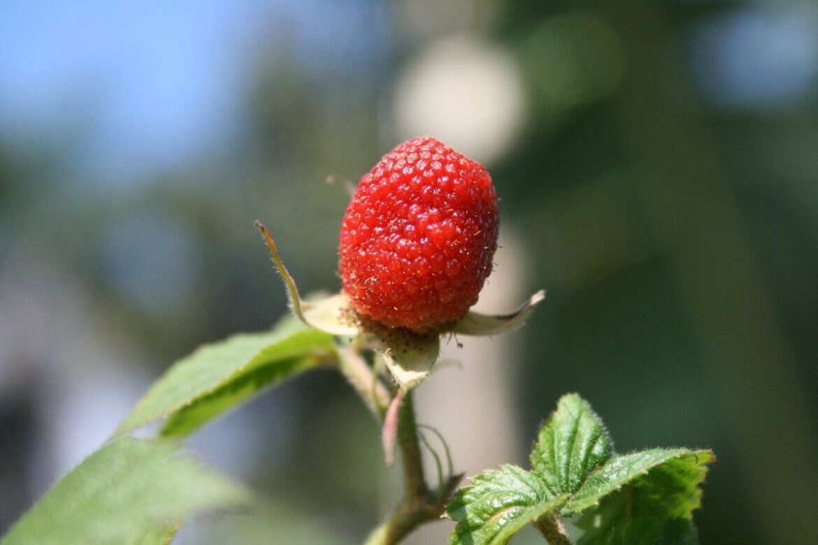 Поздняя осенняя посадка клубники: выбор рассады и тонкости ухода