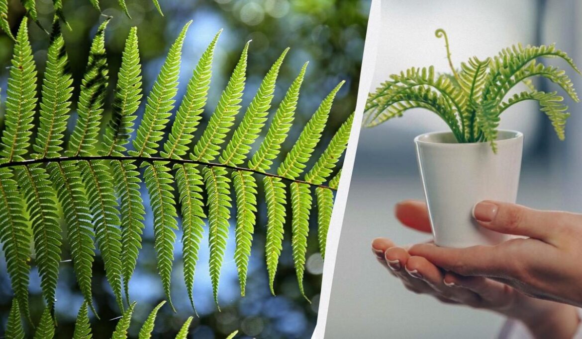 Почему папоротник у дома - плохая идея: разбираемся в суевериях и фактах