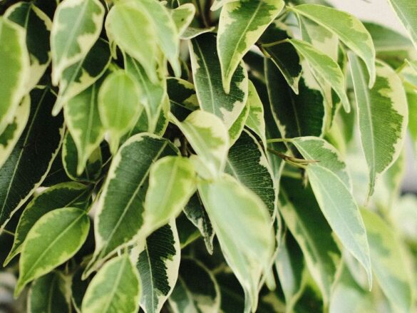 Фикус Бенджамина: секрет пышного роста и листвы