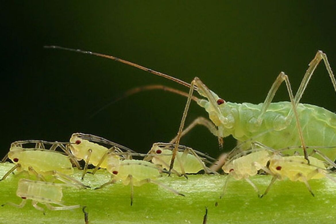 Эффективные натуральные методы борьбы с тлей: советы для вашего сада