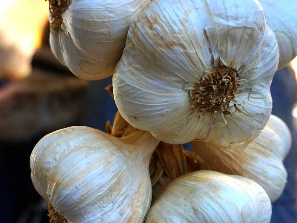 Правильная обрезка чеснока: когда и как это делать для лучшего урожая