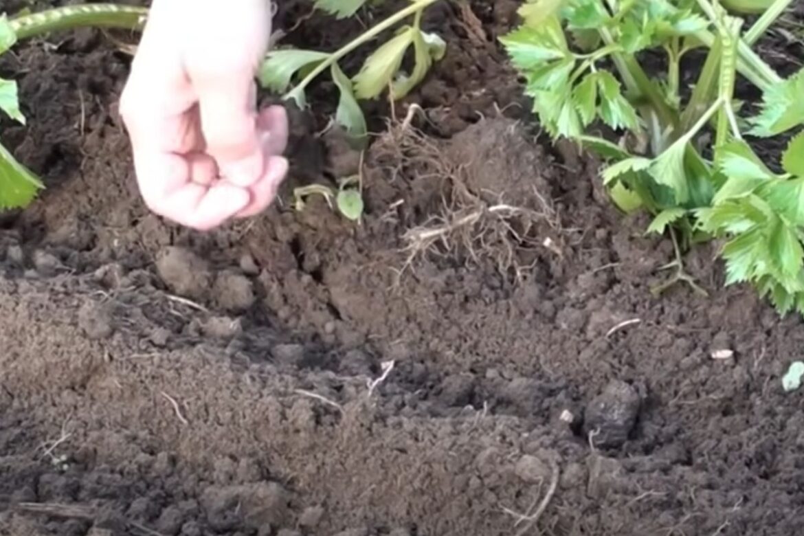 Кріп, кріп на зиму, ранній врожай кропу