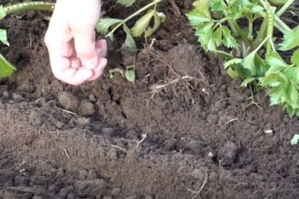 Кріп, кріп на зиму, ранній врожай кропу